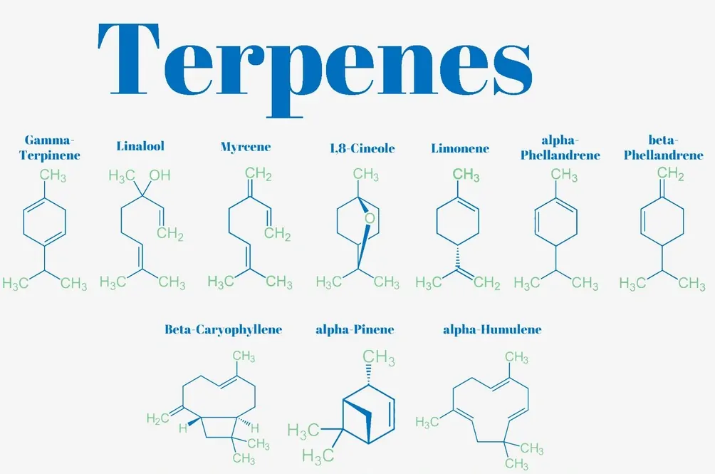 list of terpenes