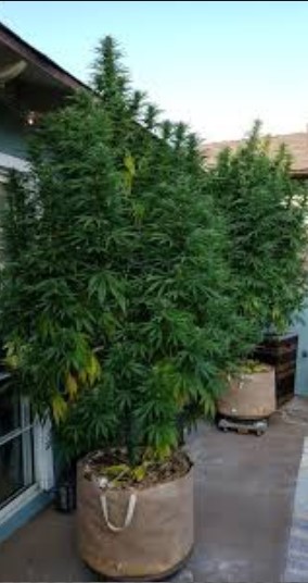 Growing weed outdoors