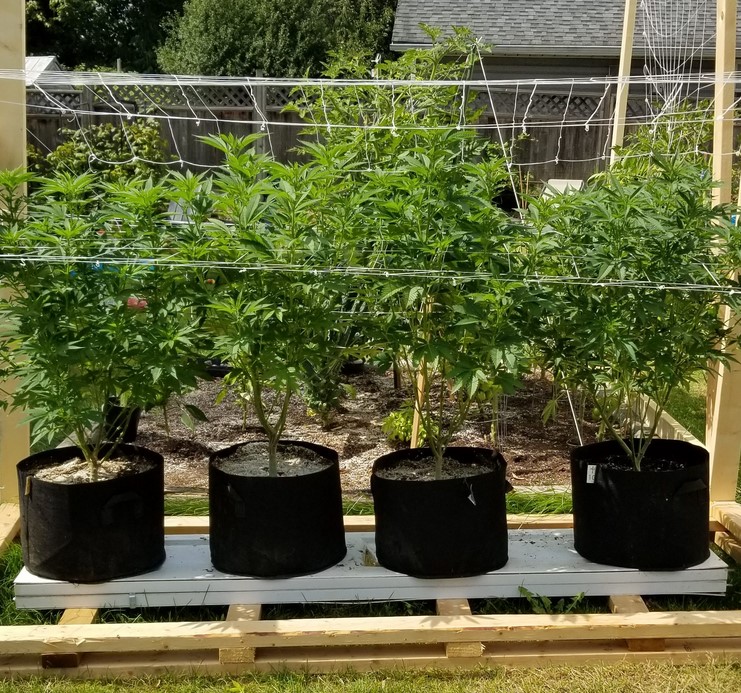 Growing weed outdoors