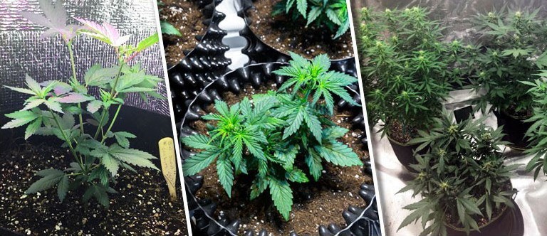 Guide to growing weed indoors for beginners