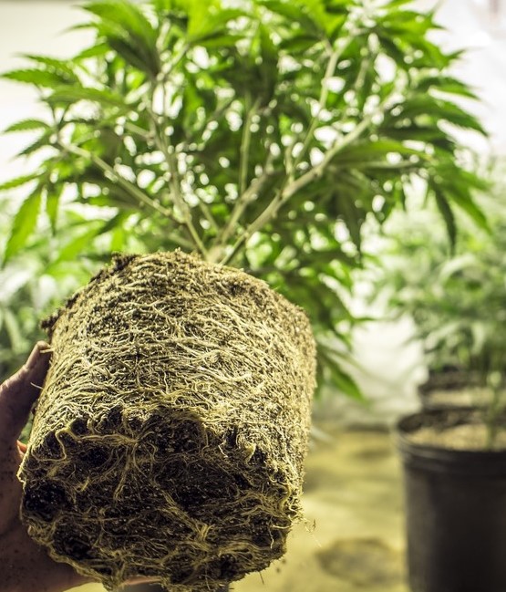 Guide to growing weed indoors for beginners