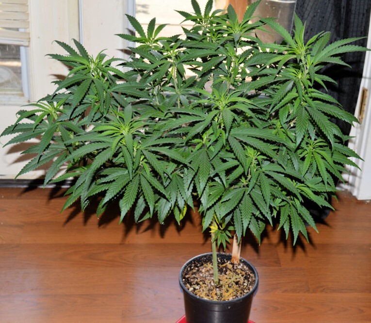 Guide to growing weed indoors for beginners