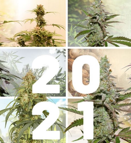 New strains 2021