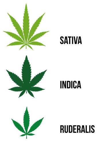 Different kinds of weed.
