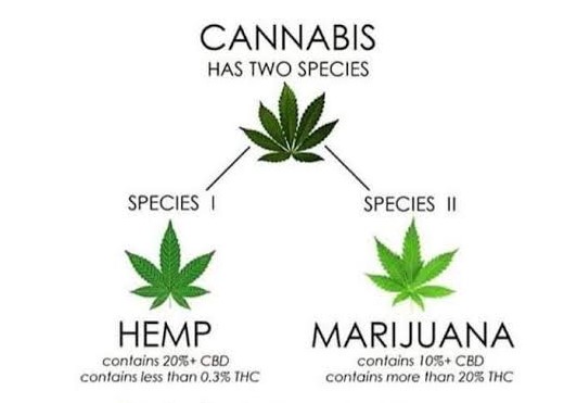 Hemp vs Marijuana