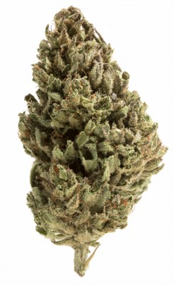 High CBD Strains