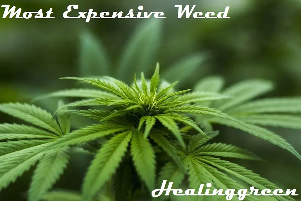 most expensive weed