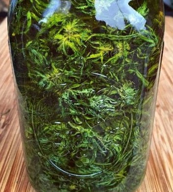 cannabis infused oil