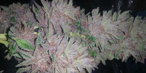 what makes cannabis purple