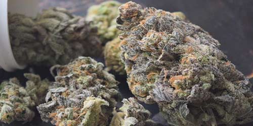 what makes cannabis purple