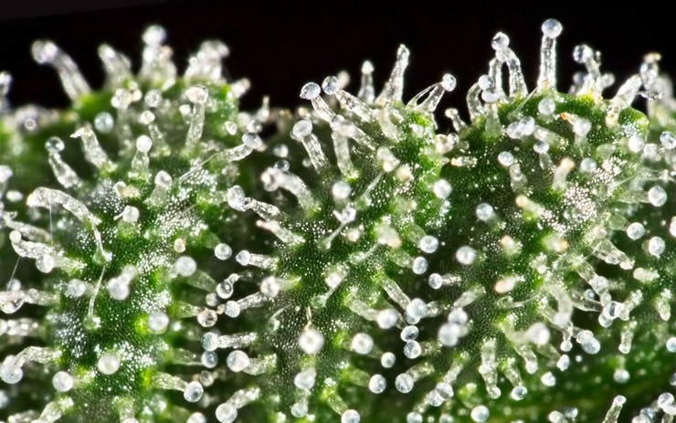 what is trichomes in cannabis