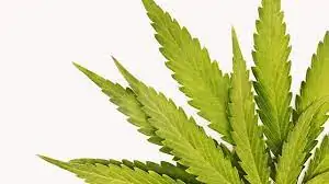 marijuana urine detox