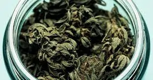 marijuana smell