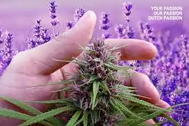 linalool