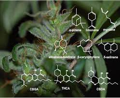 linalool terpene