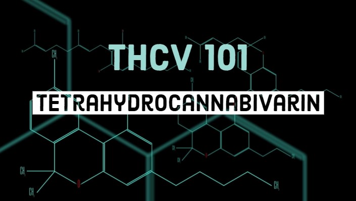 thcv